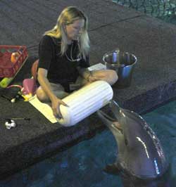 Dolphin Rhythm Representation