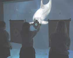 Dolphin Rhythm Representation