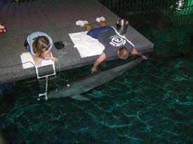 Validation of Hearing Measurements in Wild Dolphins