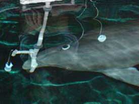 Validation of Hearing Measurements in Wild Dolphins