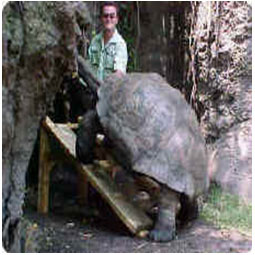 Galapagos Tortoise