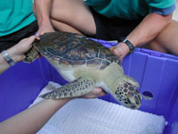 Green sea turtle conservation