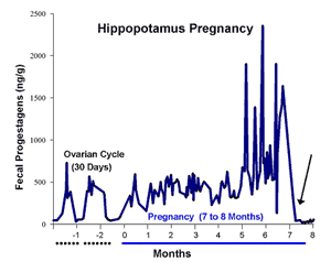 Hippopotamus Pregnancy graph