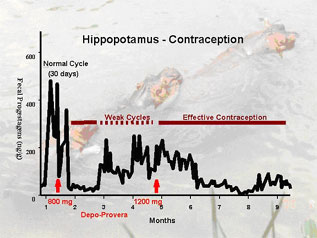 Hippopotamus - Contraception graph