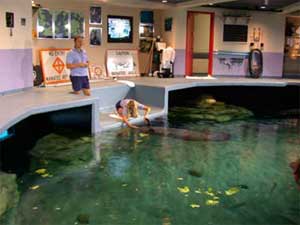 Manatee Trained Behavior Extinguishing Project