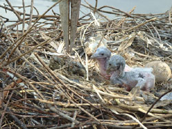 Marabou Stork Chicks