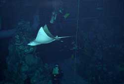 Spotted Eagle Ray