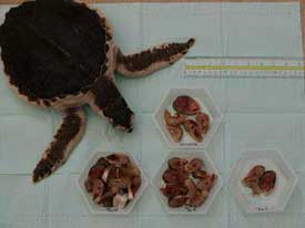 Sea Turtle