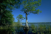 Disney Wilderness Preserve