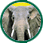 Whispers: An Elephant's Tale
