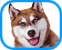 Disney's "Snow Dogs"