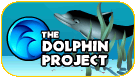 Dolphin Communication Project