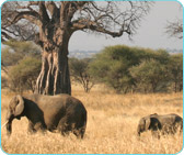 African Wildlife Fund