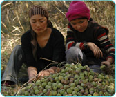 Flora & Fauna International