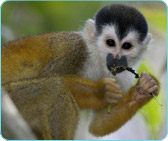 National Resources Defense Council