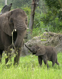 Tufani, born at Disney's Animal Kingdom in 2003 enjoys time on the savanna with his mother Moyo.